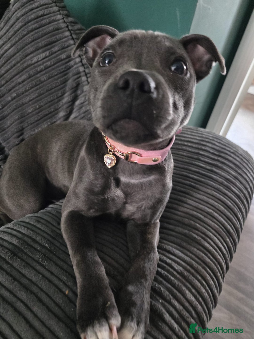 Staffordshire Bull Terrier dogs for sale: LUNA THE STAFFORDSHIRE BULL TERRIER  - Advert 7