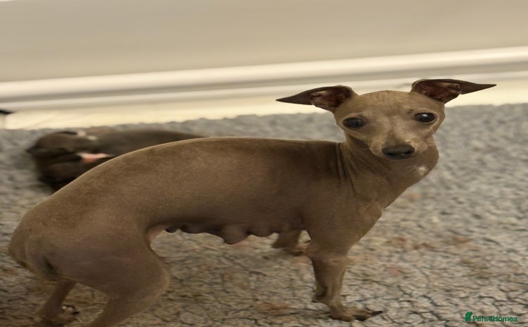 Italian Greyhound dogs - Advert 1