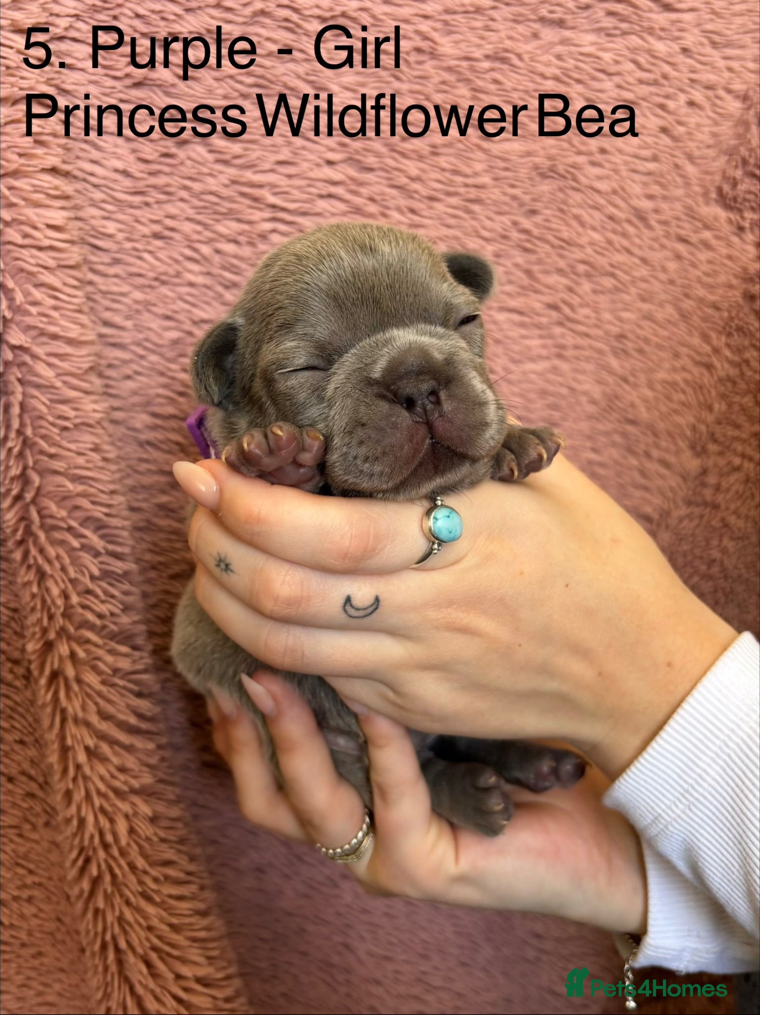 French Bulldog dogs FRENCH BULLDOG PUPPIES (KC REGISTERED) - Advert 9