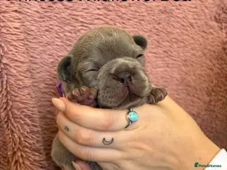French Bulldog dogs FRENCH BULLDOG PUPPIES (KC REGISTERED) - Advert 9