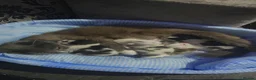 Mixed Breed cats for sale: Quarter Mainecoone Kittens  - Advert 13