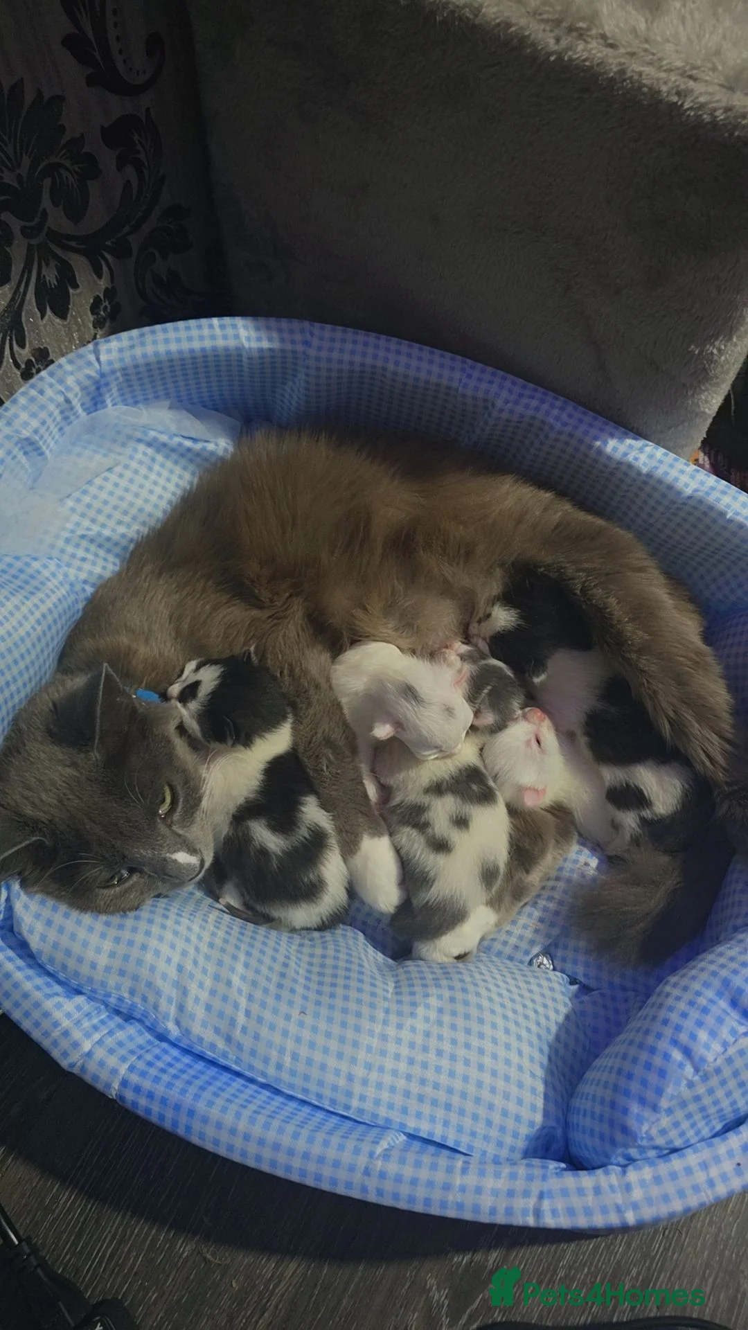 Mixed Breed cats for sale: Quarter Mainecoone Kittens  - Advert 13
