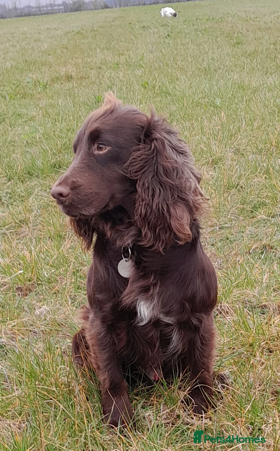 Cocker Spaniel dogs for stud: Health Tested Proven K C Registered FTCH x OFTW - Advert 2