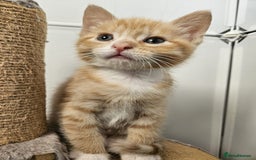 Mixed Breed cats for sale: Lovely kittens for sale  - Image 17