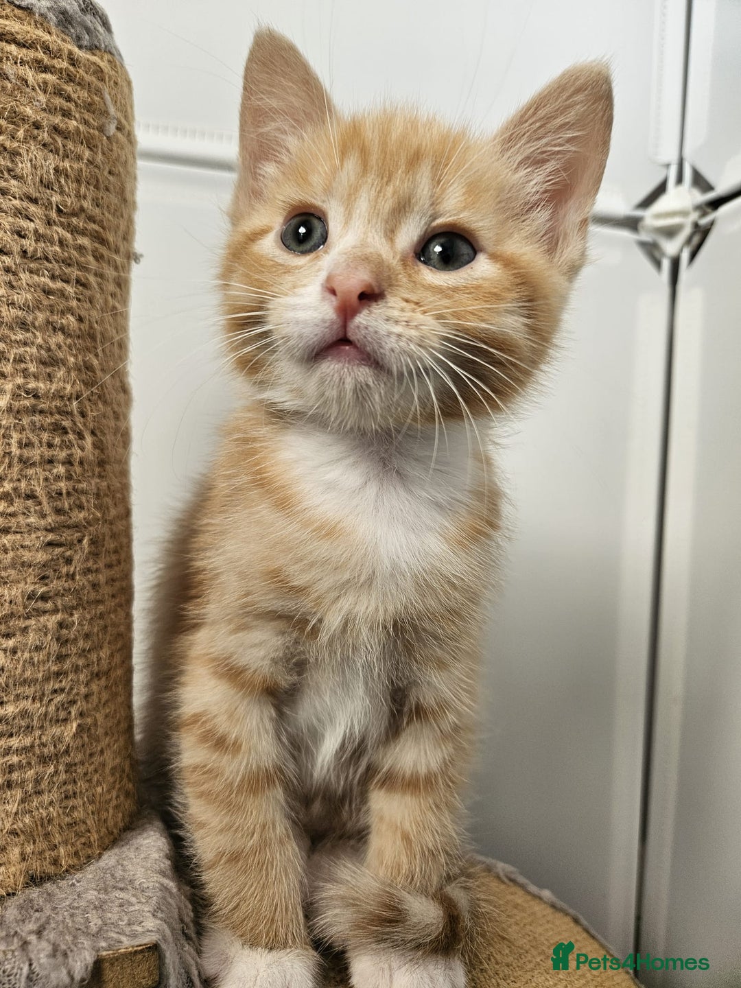 Mixed Breed cats for sale: Lovely kittens for sale  - Image 17