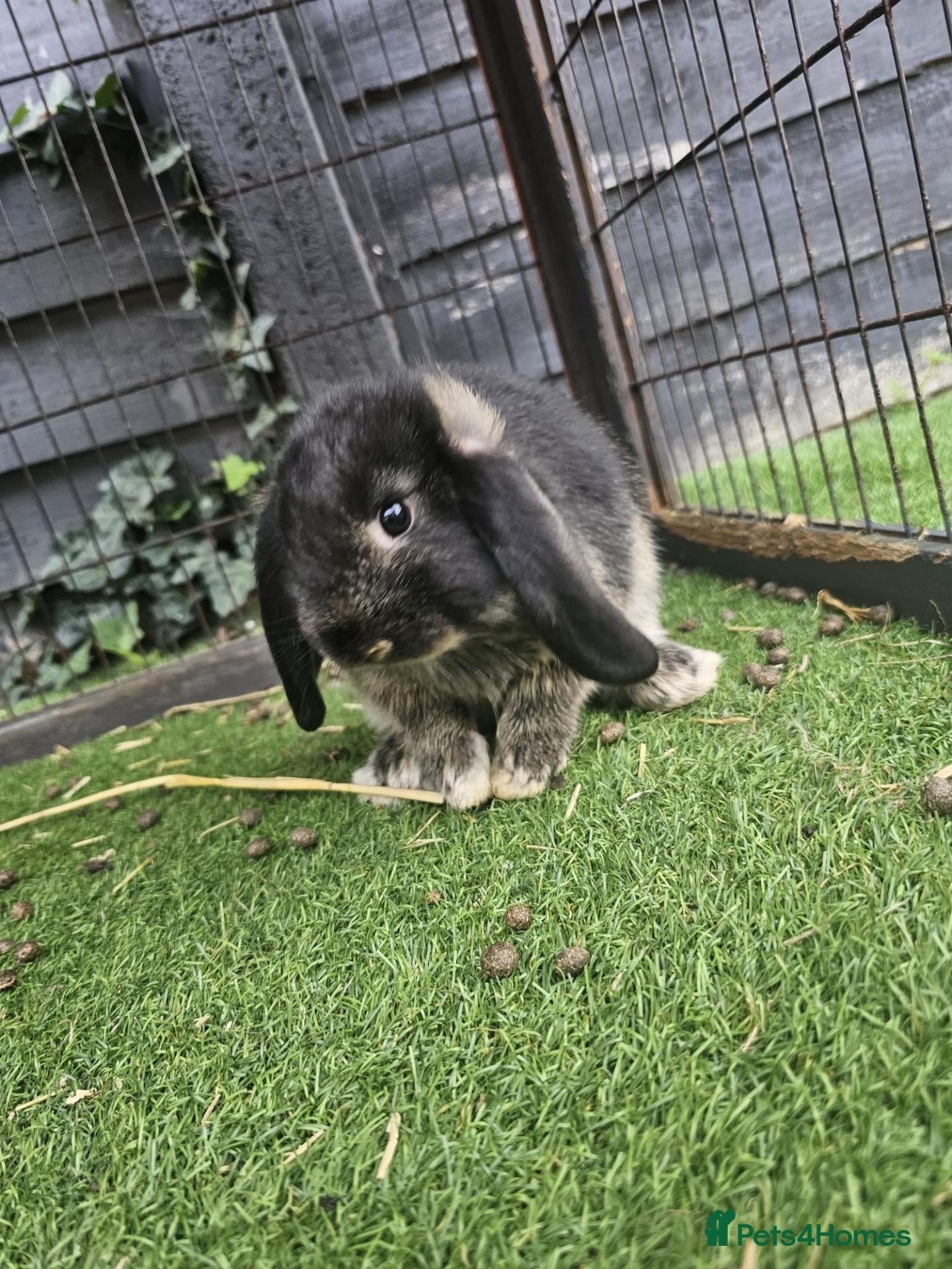 Mini Lop rabbits Beautiful mini lops for sale 💙🩷 - Advert 13