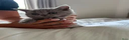 British Shorthair cats for sale: Beautiful litter of British short hair kittens - Advert 7