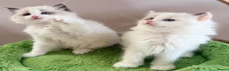 Ragdoll cats for sale: Stunning champion line Ragdoll kittens - Advert 9