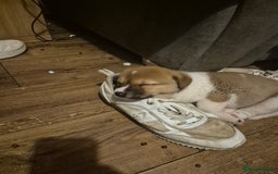 Mixed Breed dogs for sale: American Akita/Bullmastiff cross - Image 22