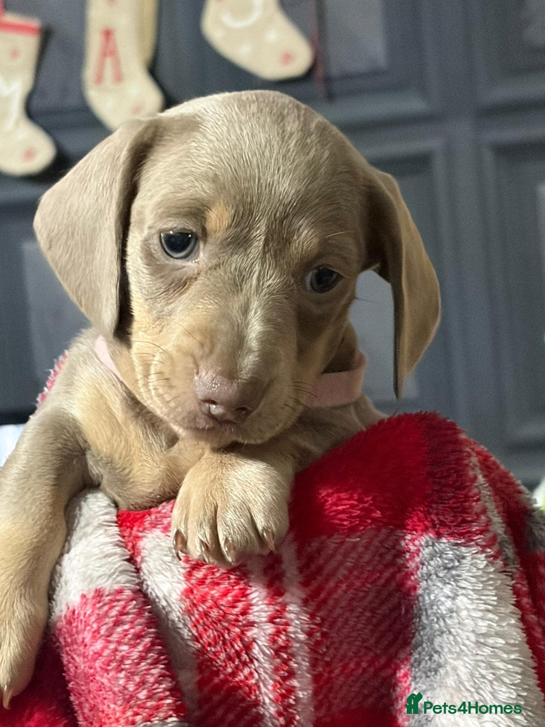 Miniature Dachshund dogs for sale: Miniature dachshund puppies  - Advert 11