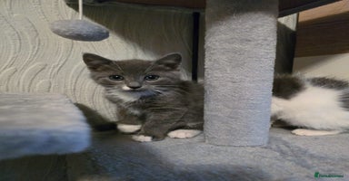 Mixed Breed cats - Advert 3