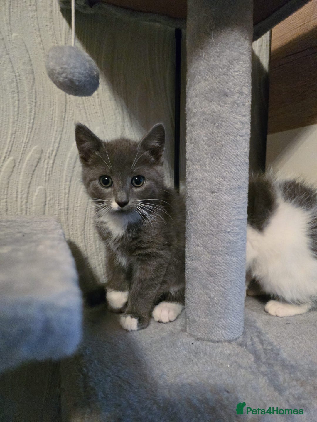 Mixed Breed cats for sale: 4 adorable kittens — 2 boys girls and 2 girls. - Image 3