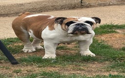 English Bulldog dogs for sale: 2 KC registered Bitches - Image 3