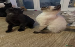 British Shorthair cats for sale: Full BSH kittens 13 weeks GCCF Parents. One gone!  - Image 20