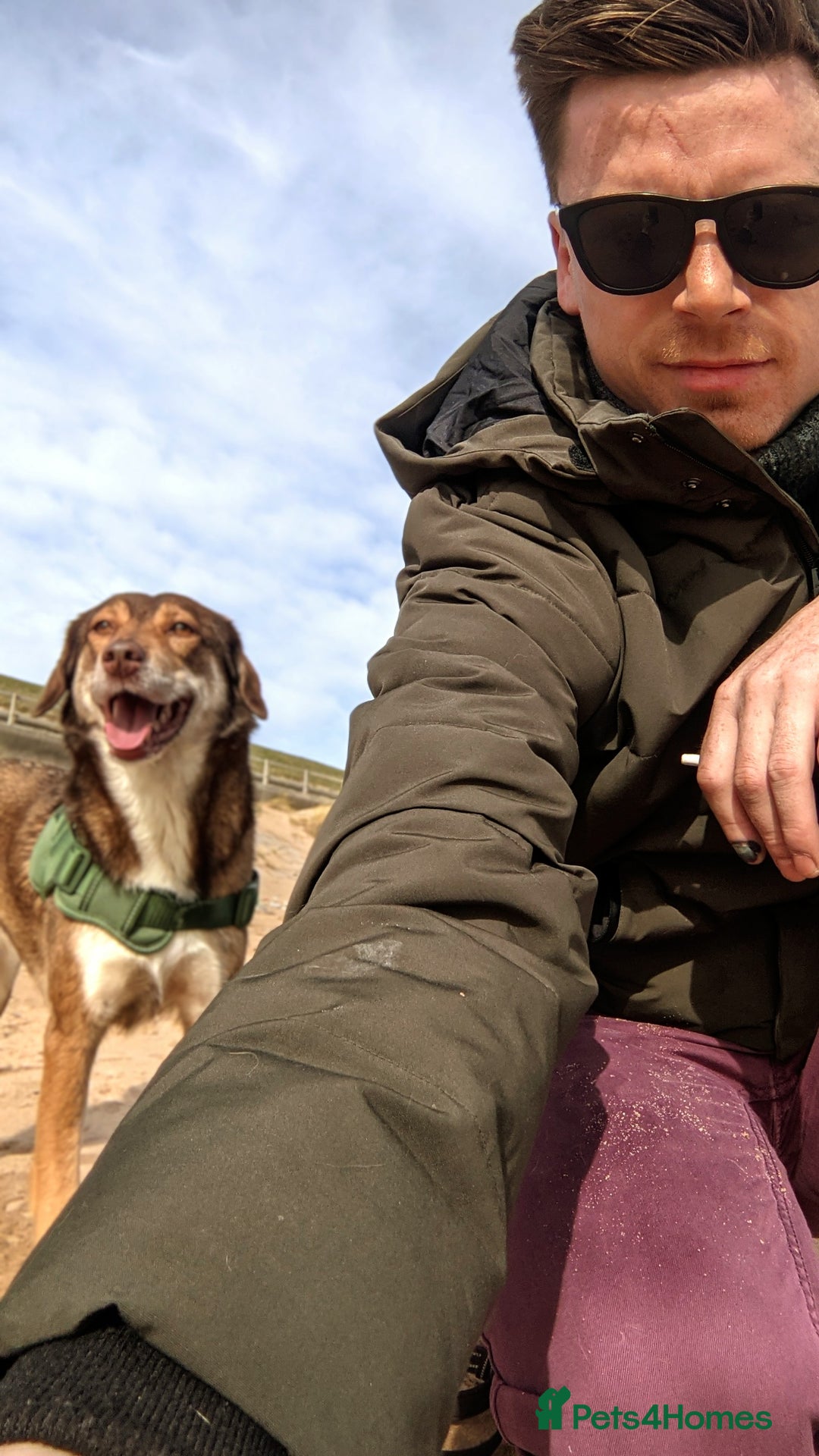 Mixed Breed dogs for sale: 6 year old mix breed  - Image 6