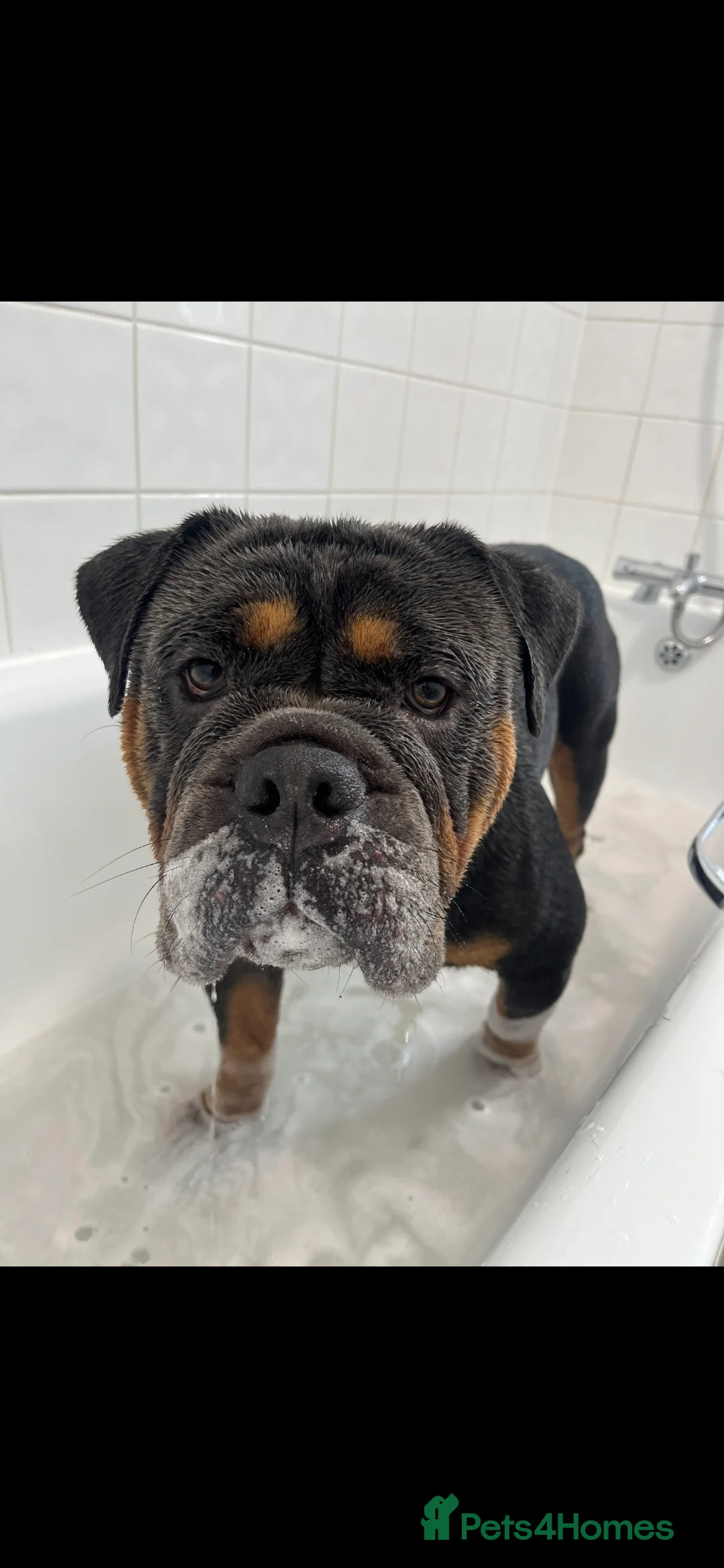 Olde English Bulldogge dogs for sale: Benny  - Advert 3