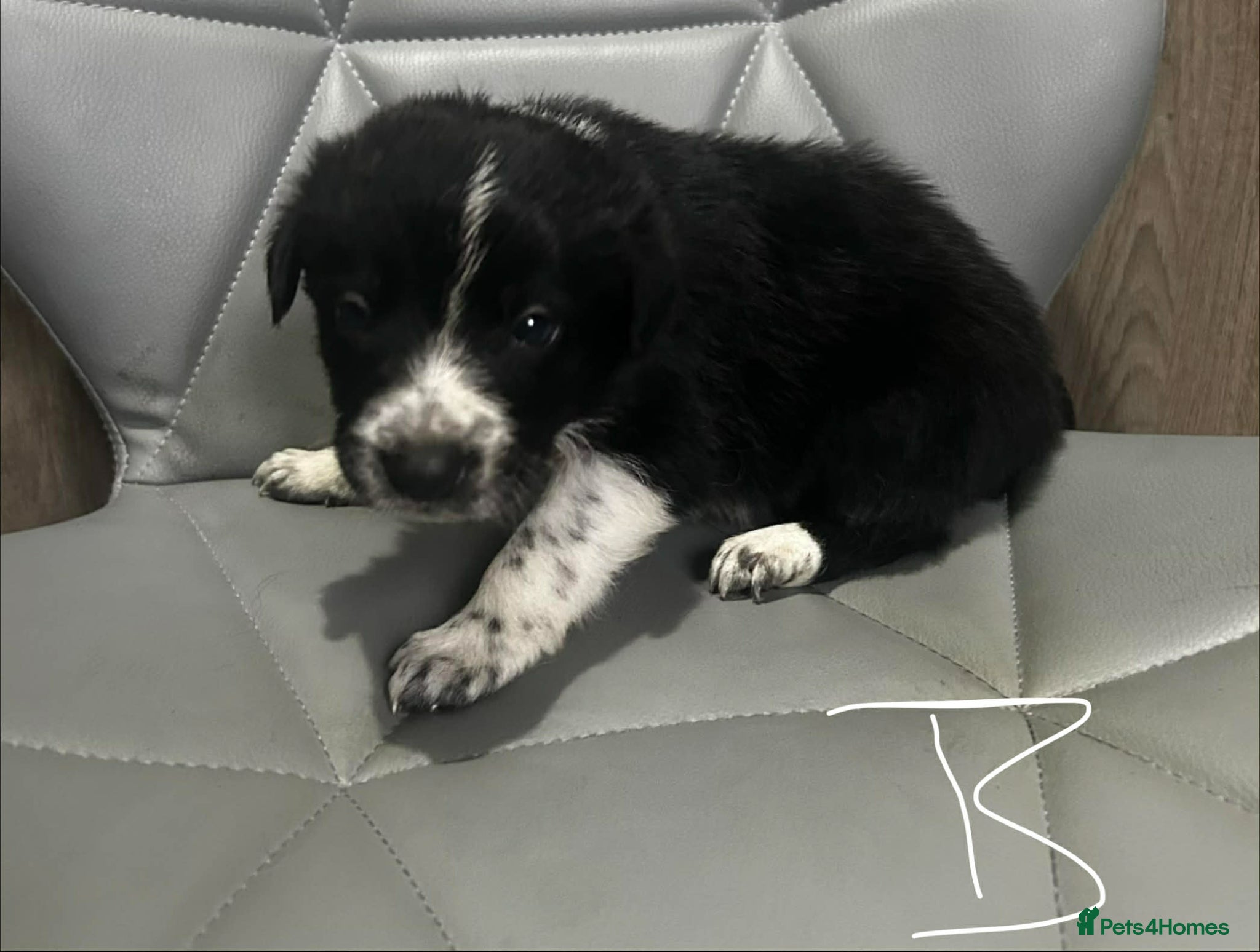 Border Collie dogs Border Collie puppies - Advert 9
