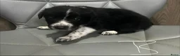 Border Collie dogs for sale: Border Collie puppies - Advert 19