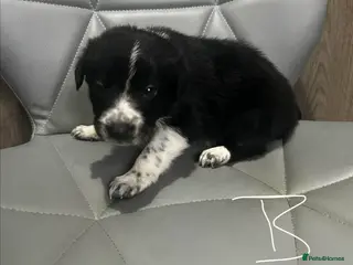 Border Collie dogs Border Collie puppies - Advert 7