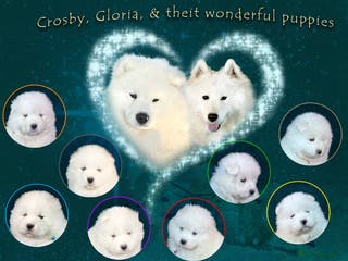 Samoyed dogs Puppies from three times champion father - Advert 2