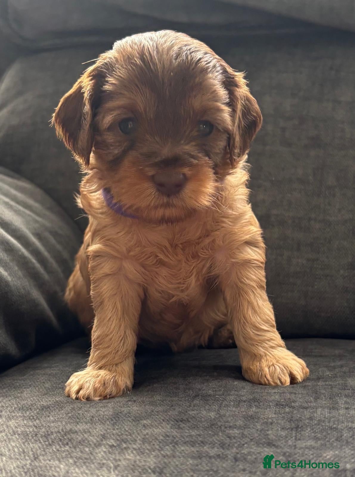 Cockapoo dogs ONLY 3 LEFT! Toy F2 Cockapoo Puppies – Poole - Advert 2