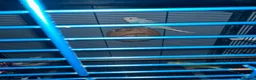 Budgerigars birds for sale: Full set up and budgies  in Princes Risborough - Advert 1