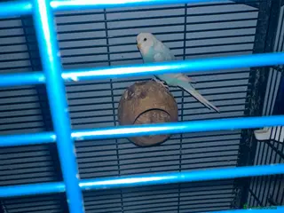 Budgerigars birds Full set up and budgies in Princes Risborough - Advert 2