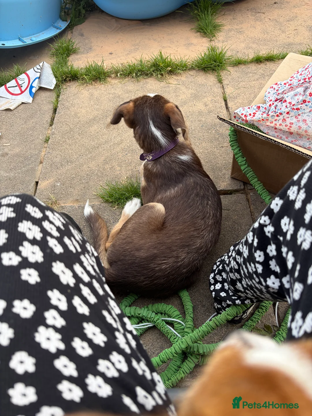 Mixed Breed dogs for sale: Labradoodle x Husky  - Advert 3