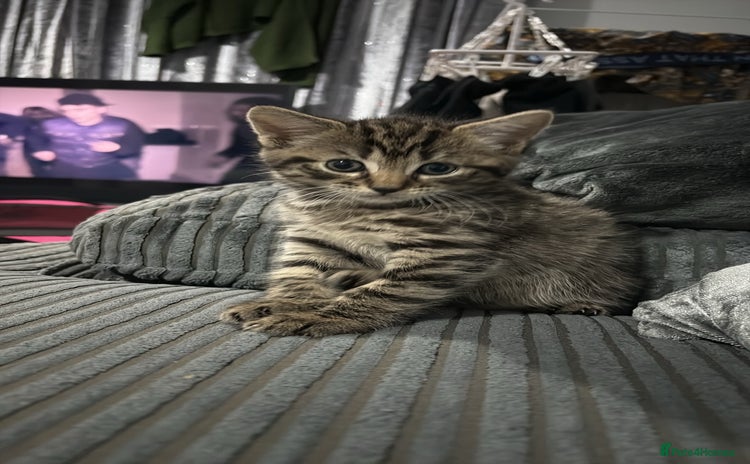 Mixed Breed cats - Advert 5