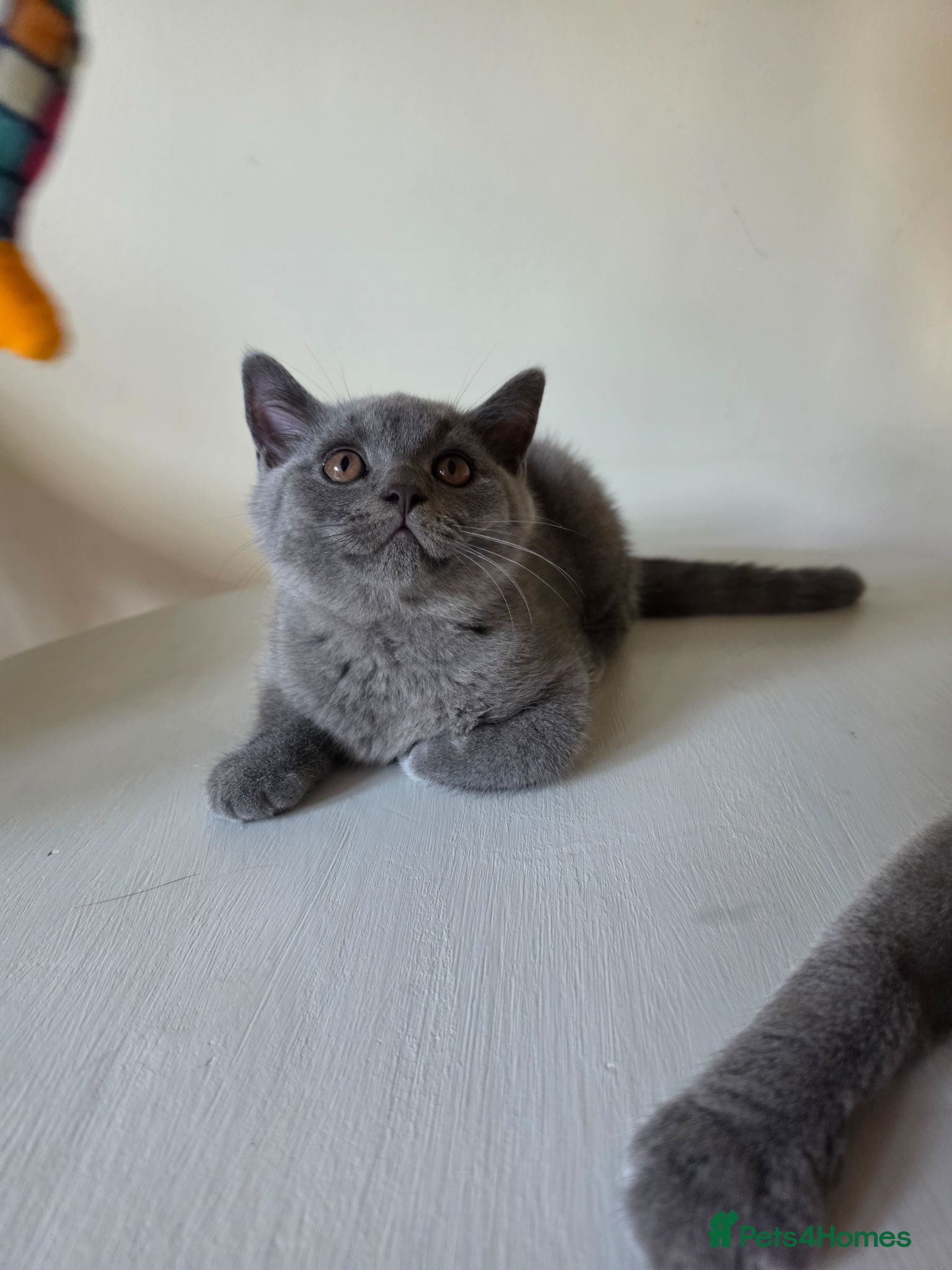 British Shorthair cats BBSH, GCCF : ready to leave ❤️ - Advert 6