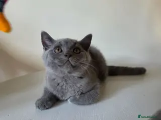 British Shorthair cats BBSH, GCCF : ready to leave ❤️ - Advert 1