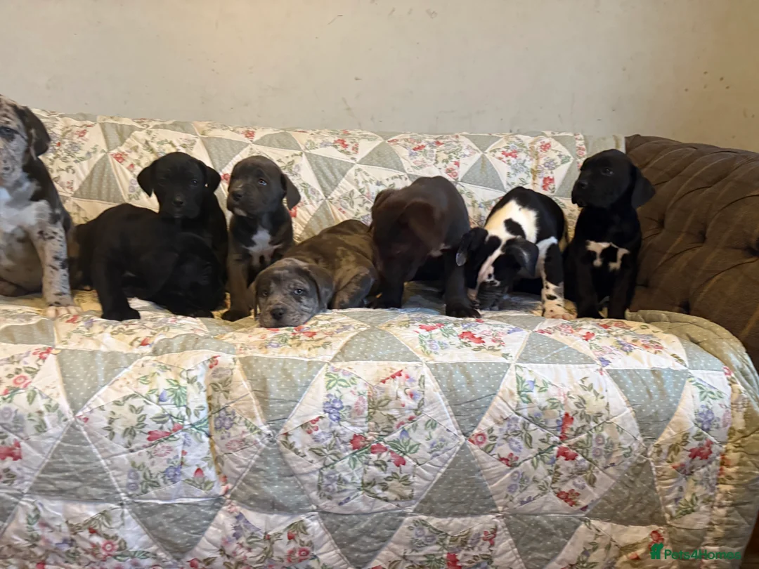 Mixed Breed dogs for sale: Cane Corso  ** tiff - Advert 6