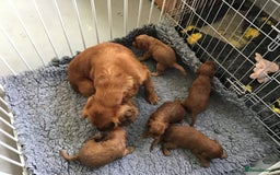 Cockapoo dogs for sale: 5* Miniature F1b Cockapoo Puppies - Advert 3