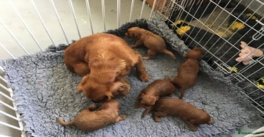 Cockapoo dogs 5* Miniature F1b Cockapoo Puppies - Advert 11