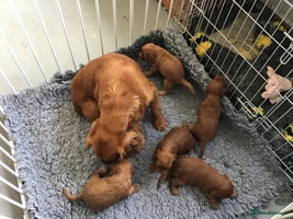 Cockapoo dogs 5* Miniature F1b Cockapoo Puppies - Advert 2