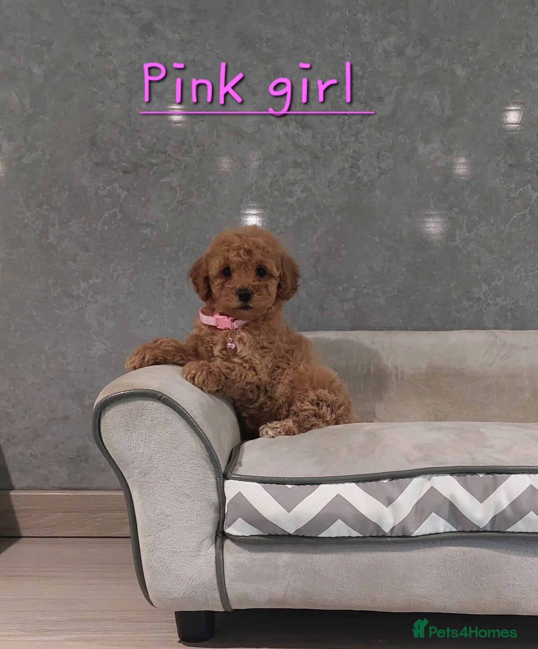 Cavachon dogs for sale: Beautiful Cavapoochon puppies 🥰 - Image 5