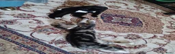 Mixed Breed cats for sale: Playful, loving, and gorgeous kittens  - Advert 14