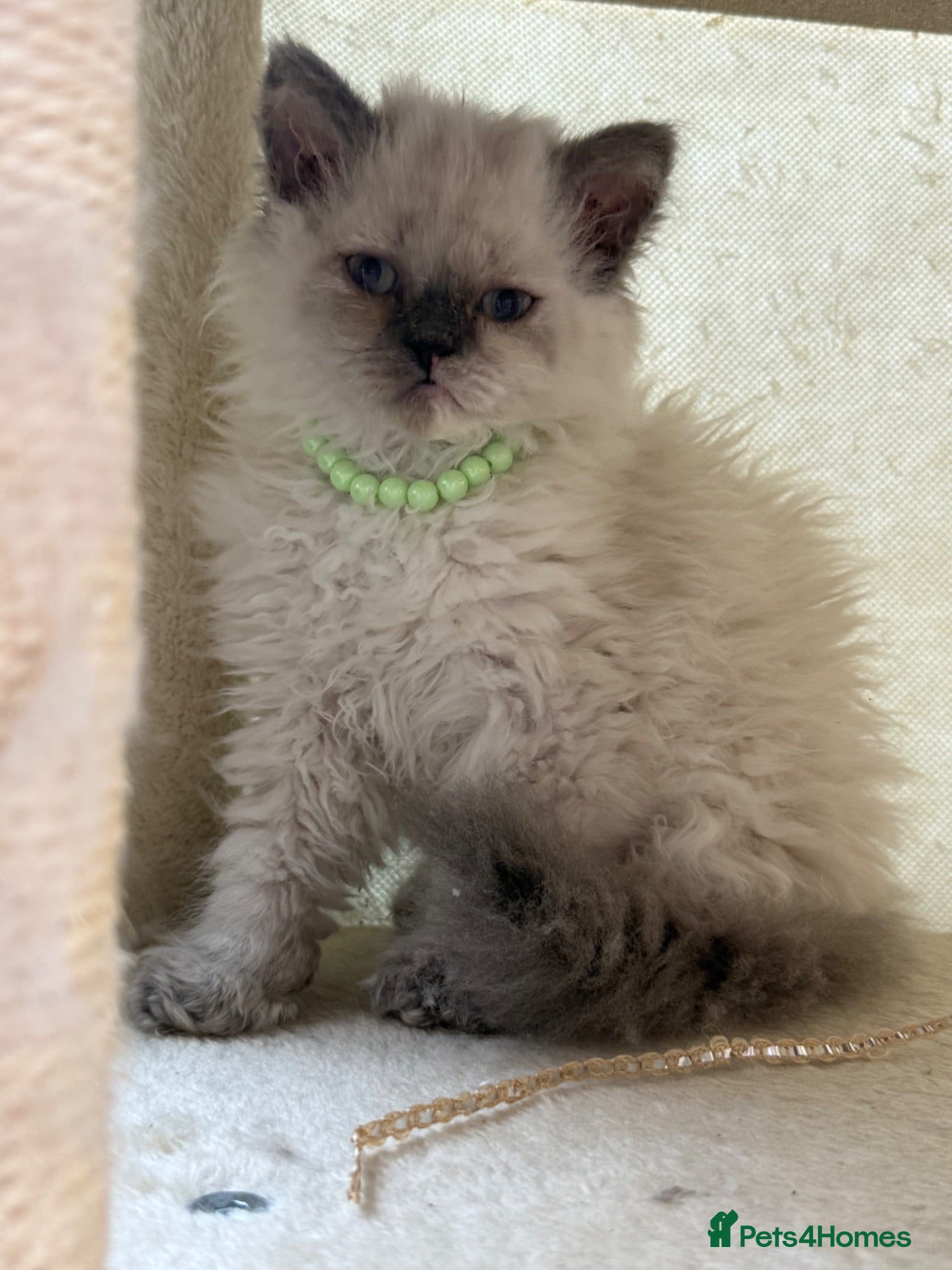 Selkirk Rex cats Selkirk rex kittens REDUCED! - Advert 1