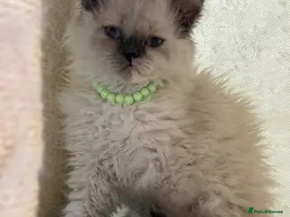 Selkirk Rex cats Selkirk rex kittens REDUCED! - Advert 1