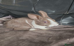 Dutch rabbits for sale: 7 rabbits looking for their forever homes - Advert 3