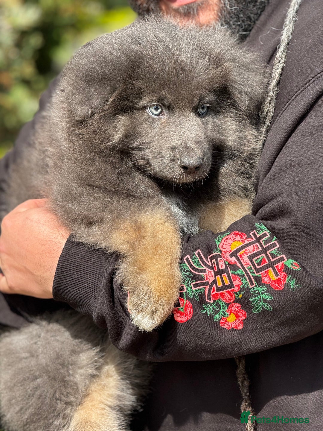 German Shepherd dogs for sale: ⭐️Chunky kc reg GSD pups ⭐️  - Image 3