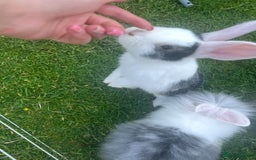 Mixed Breed rabbits for sale: Baby bunny called boo - Image 5