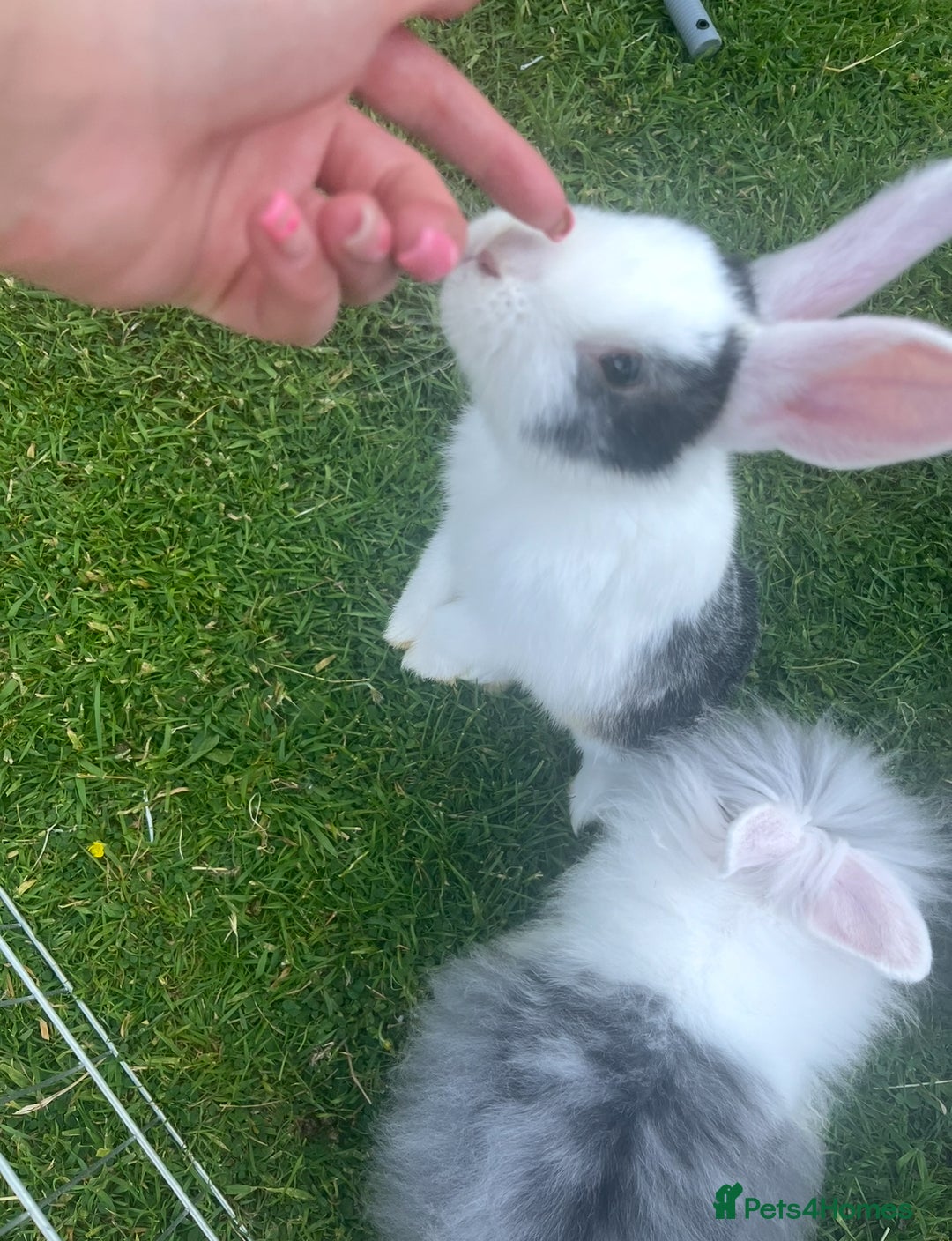 Mixed Breed rabbits for sale: Baby bunny called boo - Image 5