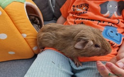 Guinea Pig rodents for sale: Male Guinea Pig for sale  - Image 4