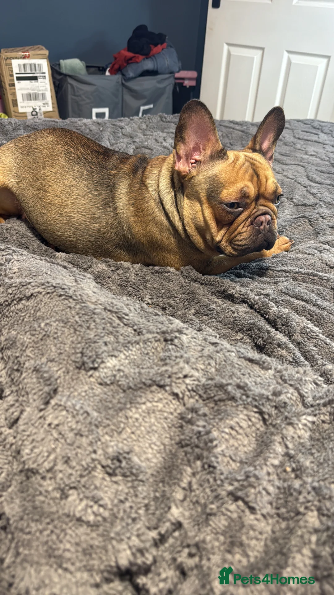 French Bulldog dogs for sale: female Frenchie looking for a loving home  - Advert 5