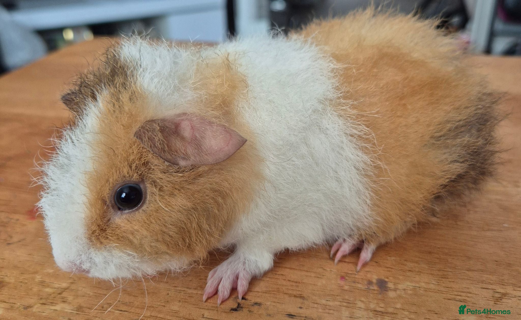 Guinea Pig rodents Bonny teddies guinea pigs - Advert 1