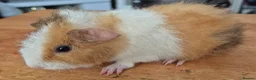 Guinea Pig rodents for sale: Bonny teddies guinea pigs - Advert 1
