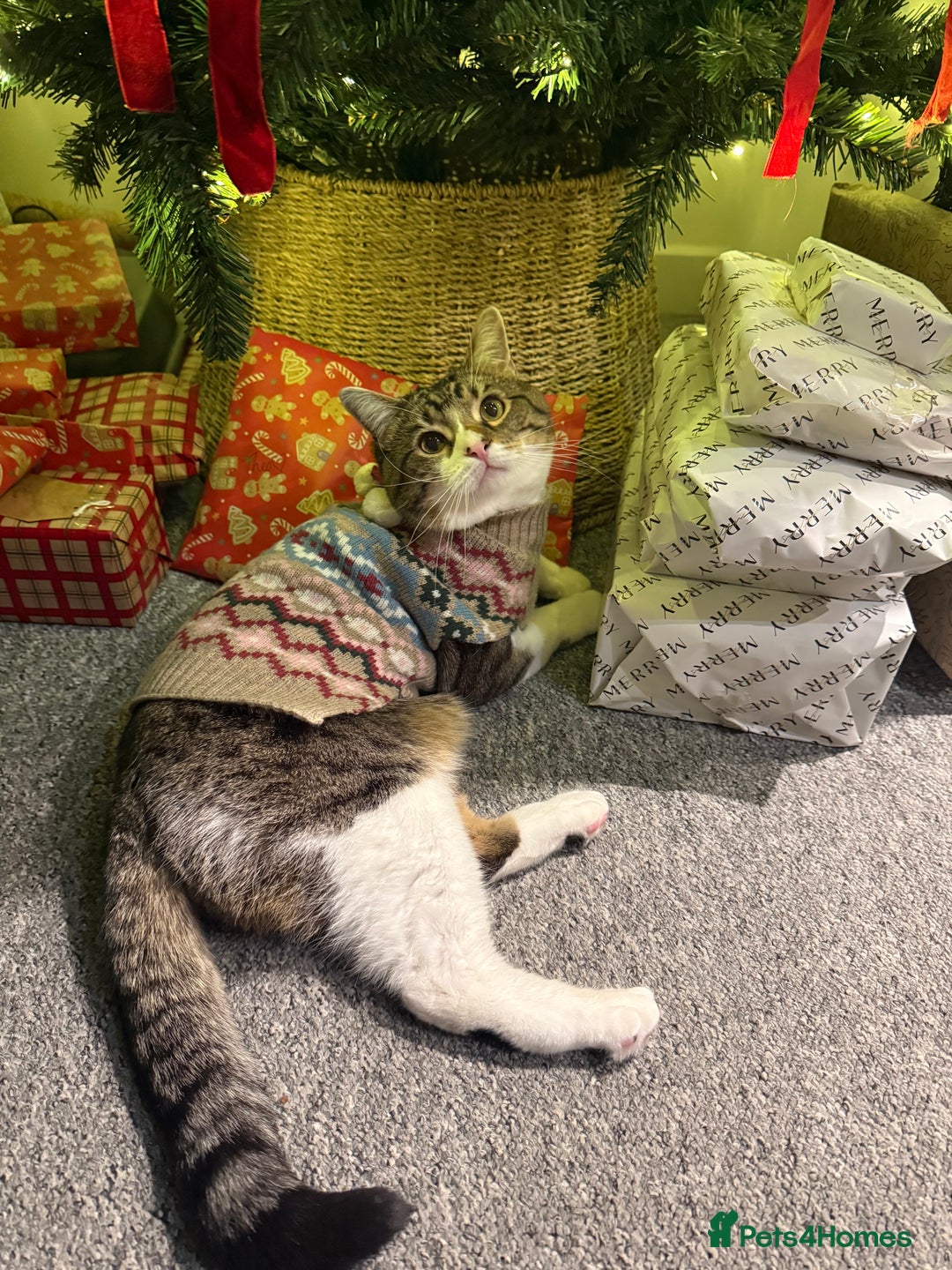 Domestic Shorthair cats for sale: Theo, domestic shorthair tabby - Advert 2