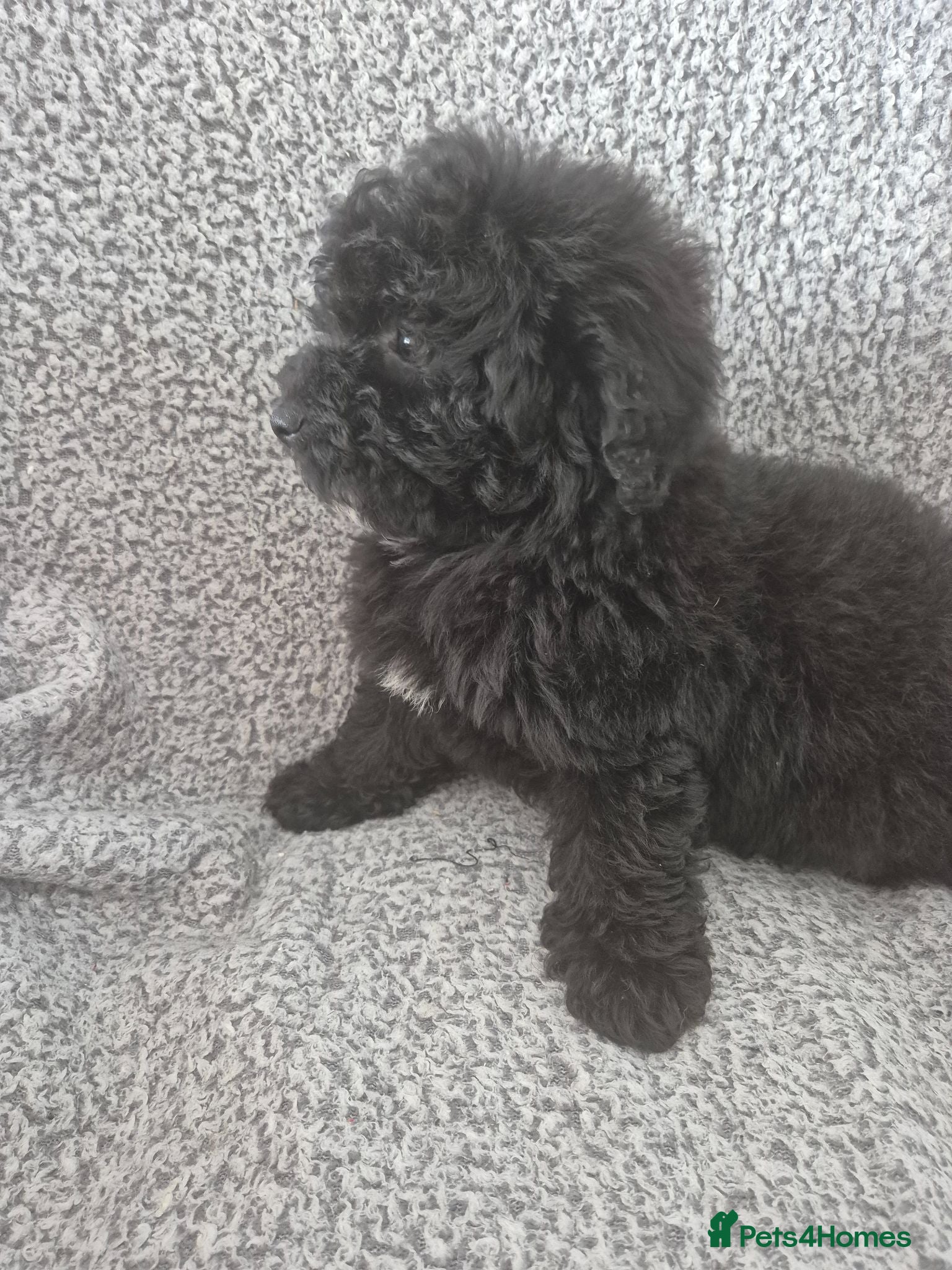 Maltipoo dogs Stunning F1 multipoo puppies - Advert 8