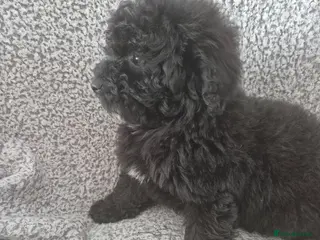 Maltipoo dogs Stunning F1 multipoo puppies - Advert 4